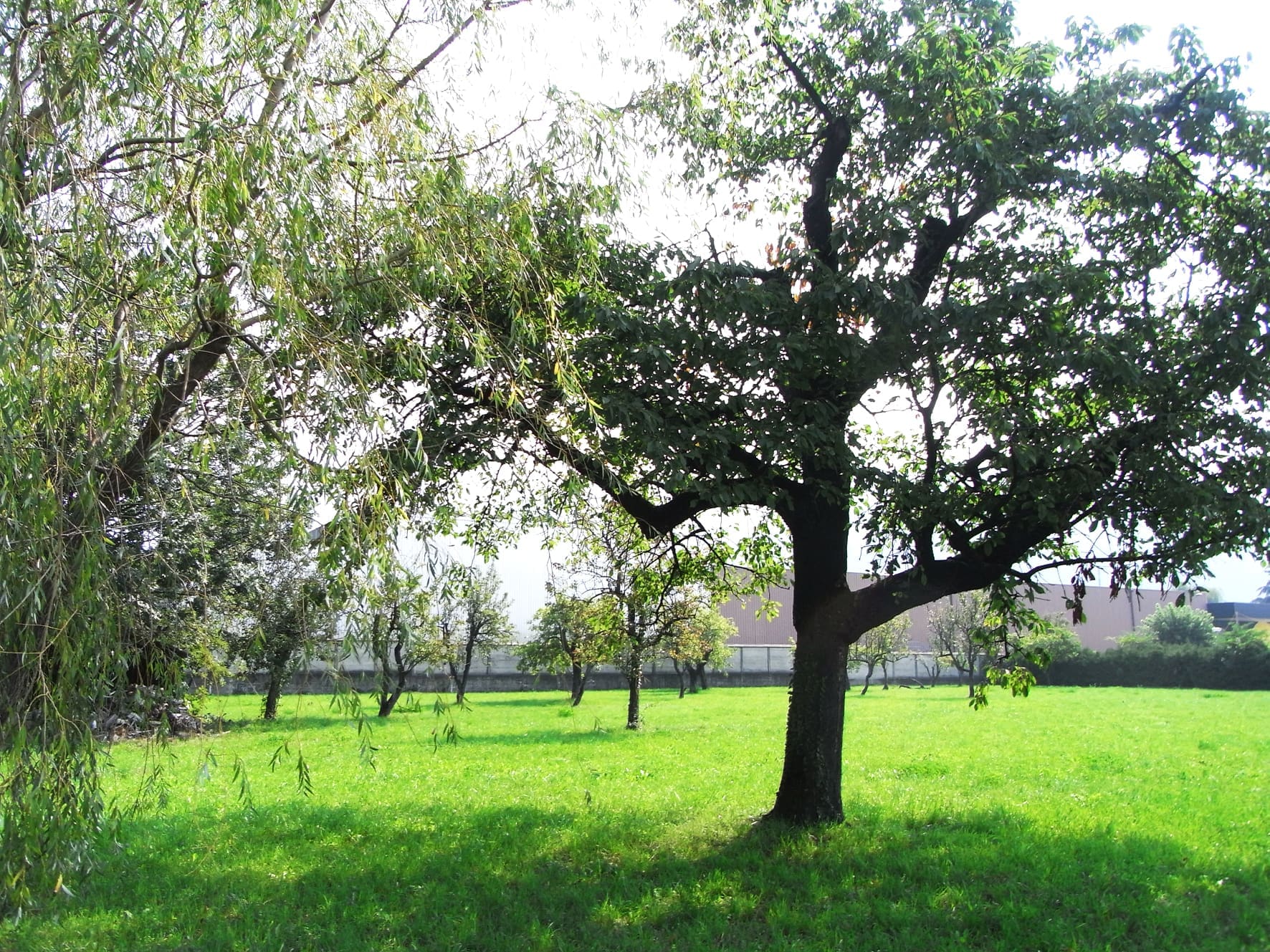 Aigle